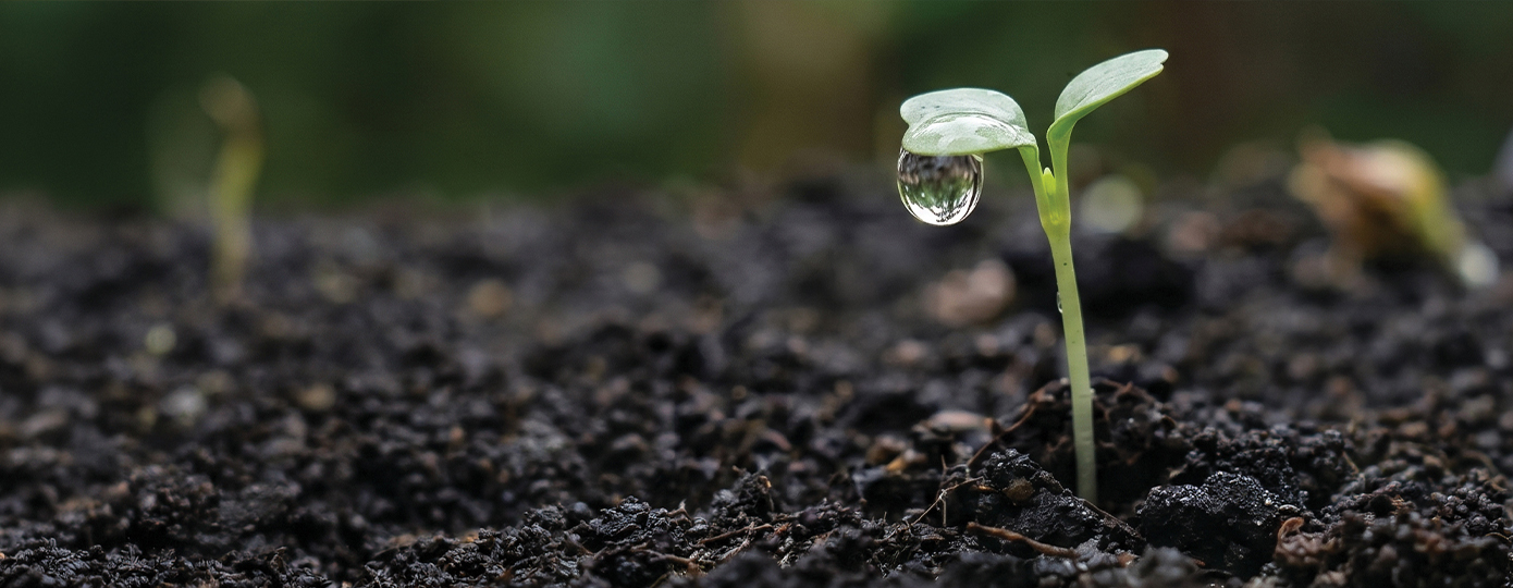 plant sprouting from soil with water droplet hanging off