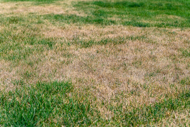 Photo of a yard with green and brown grass mixed together